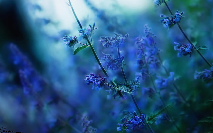 lavender flowers, nature, depth of field, sunlight, blurred, blue flowers, HD wallpaper