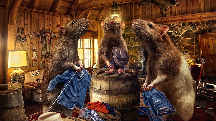 three brown rats digital wallpaper, digital art, animals, photography, HD wallpaper