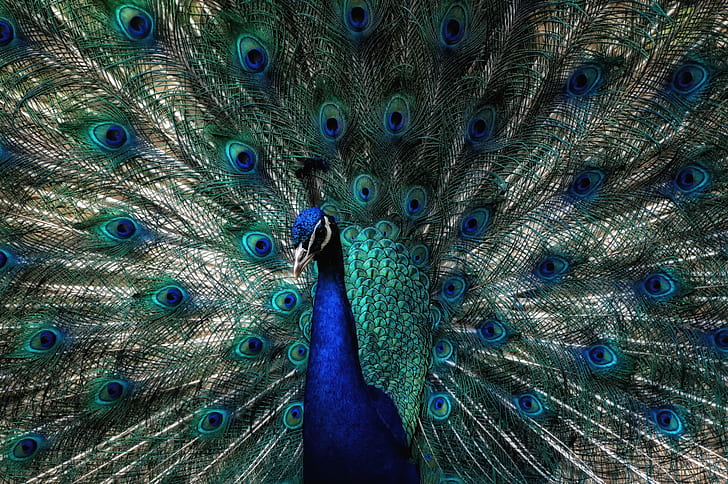 blue and green Peacock, braggart, Explored, Eye  color, bird