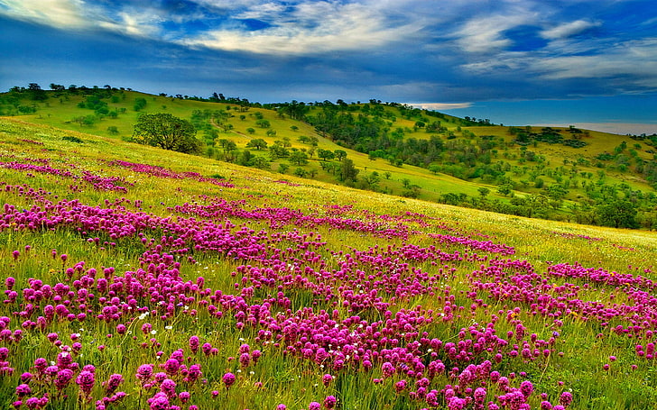 Nature Summer Meadow Landscape With Violet Flowers Forest Green Hills With Grass Green Oak Trees Blue Sky With White Clouds Wallpaper Hd 3840×2400