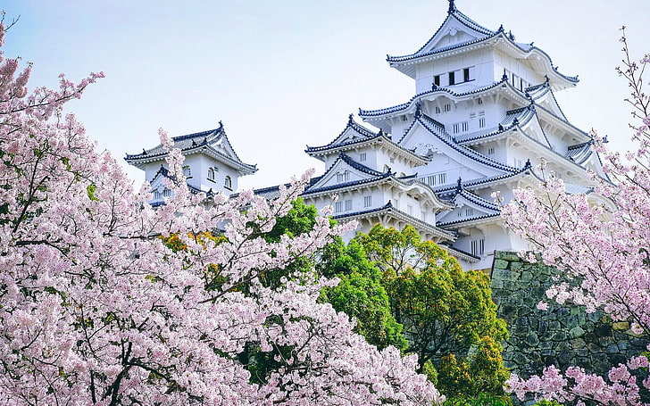 white and black pagoda, castle, Asian architecture, cherry blossom