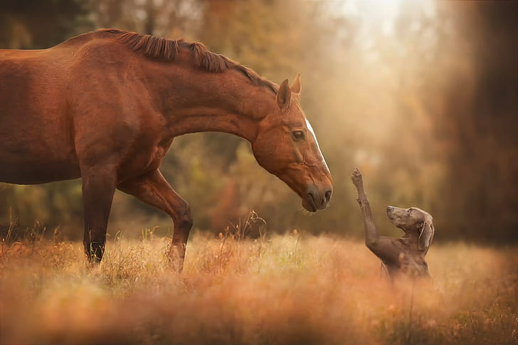 Horse and dog meeting, meeting friends