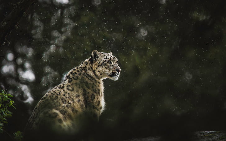 snow leopard, rain, animals, background, predator, blur, bokeh