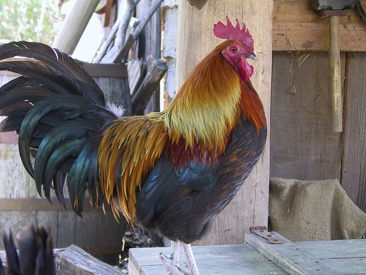 Rooster, assured, cocky, proud, noisy, animals