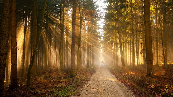 forest, sunray, path, road, light, trees, silhuette, nature