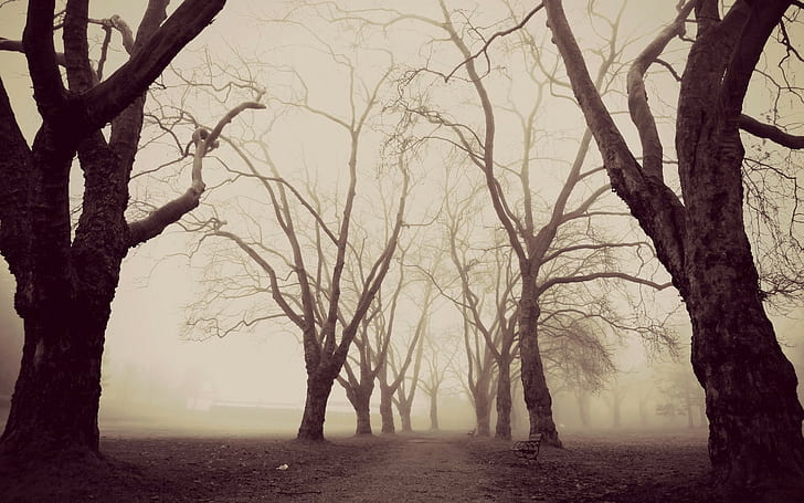 Nature, Trees, Winter, Morning, Path, Bench, Mist, Sepia, Park, Mysterious, bare trees surrounded by fogs, HD wallpaper