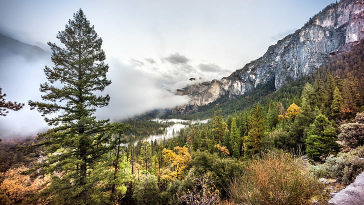 green Pine tree during daytime, yosemite valley, california, yosemite valley, california, HD wallpaper