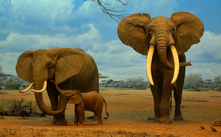 Los Angeles, Natural History Museum, three brown elephants, United States