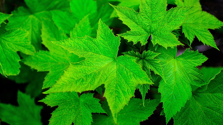 green plant, nature, leaves, closeup, macro, plants, maple leaves