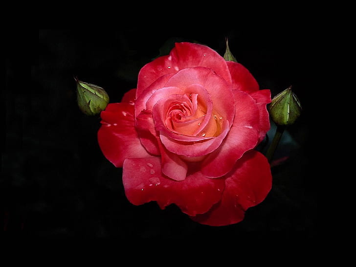 Rose, Flower, Red, Fresh, Love, Dark Background, HD wallpaper