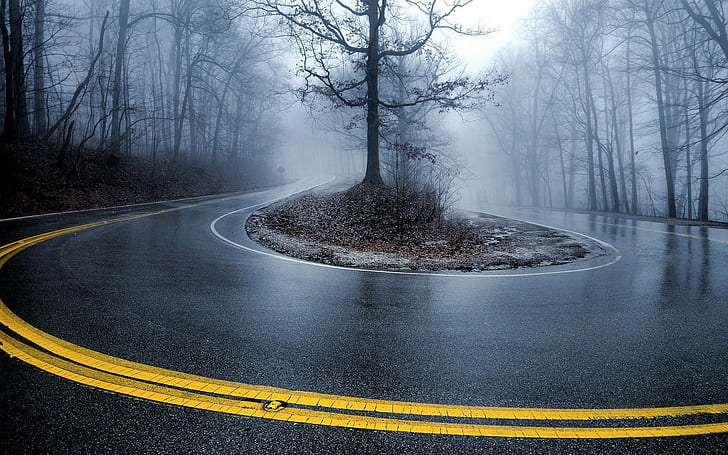 contrast, trees, Turn, hairpin turns, road, mist, wet, 16:10