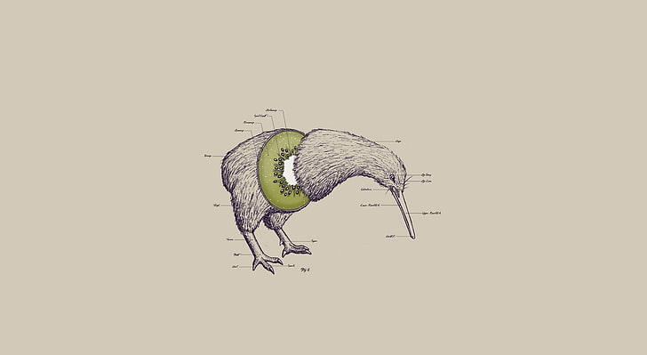 Kiwi Bird, long-beaked bird illustration, Funny, Background, Anatomy