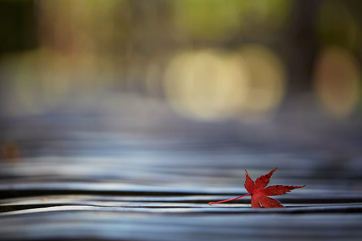 red leaf in shallow focus lens, Canon, autumn  leaf, macro, maple, HD wallpaper