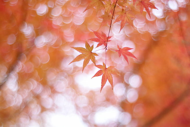 Maple leaf plant, momiji, Maple leaves, pastel, nature, ze, sparkle, HD wallpaper