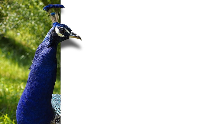 blue peacock, bird, color, animal, wildlife, nature, feather, HD wallpaper
