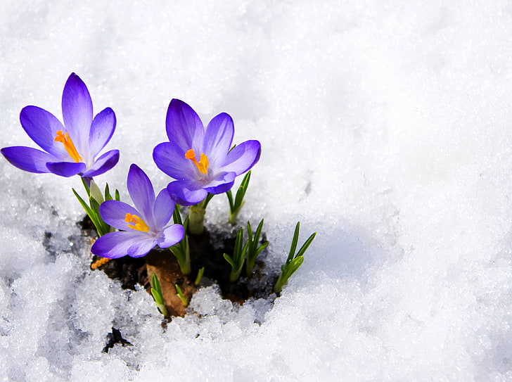 purple crocus flowers, macro, snow, spring, crocuses, buds, primrose, HD wallpaper