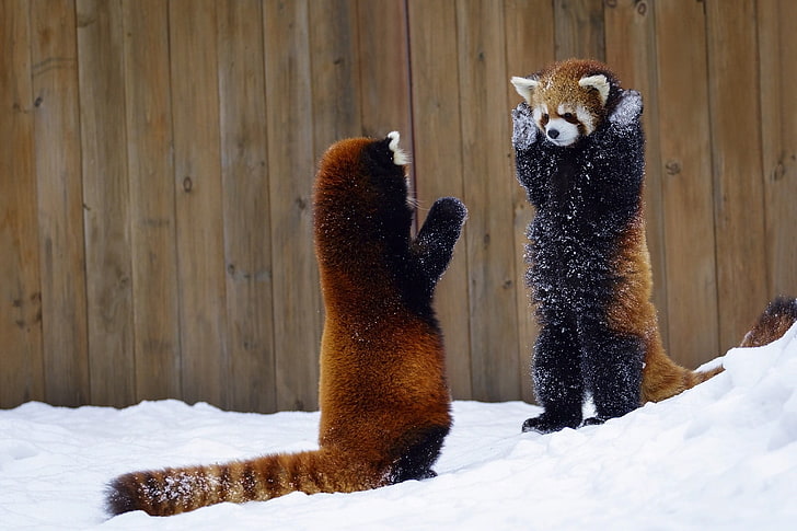 two black-and-tan ring-tail animals, mammals, red panda, snow, HD wallpaper