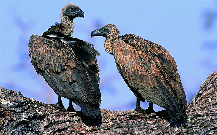 two gray vultures, pair, birds, predators, wildlife, animal, nature, HD wallpaper