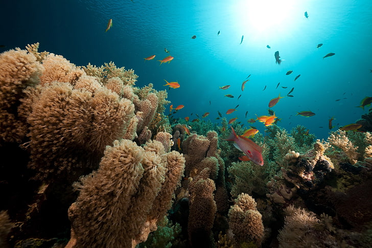 school of orange fishes, corals, nature, sea, underwater, world, HD wallpaper