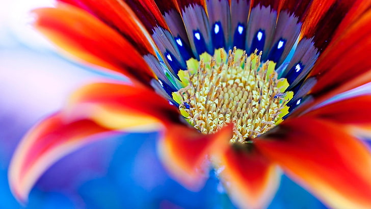 macro, flower, close up, petal, macro photography, flora, wildflower, HD wallpaper