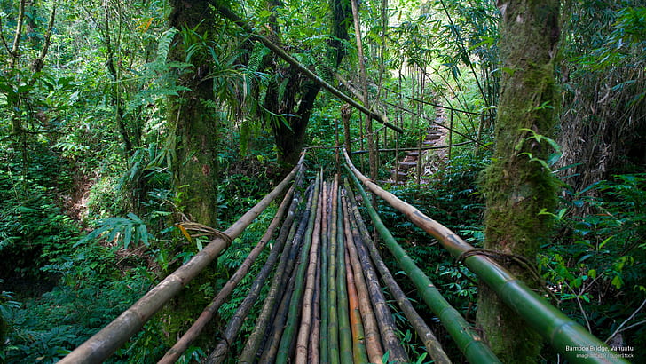 Bamboo Bridge, Vanuatu, Nature, HD wallpaper