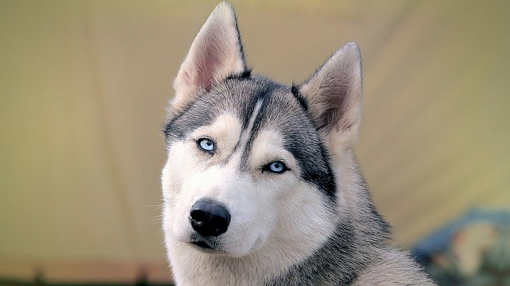 Siberian Husky, dog, animals, closeup, looking at viewer, one animal, HD wallpaper