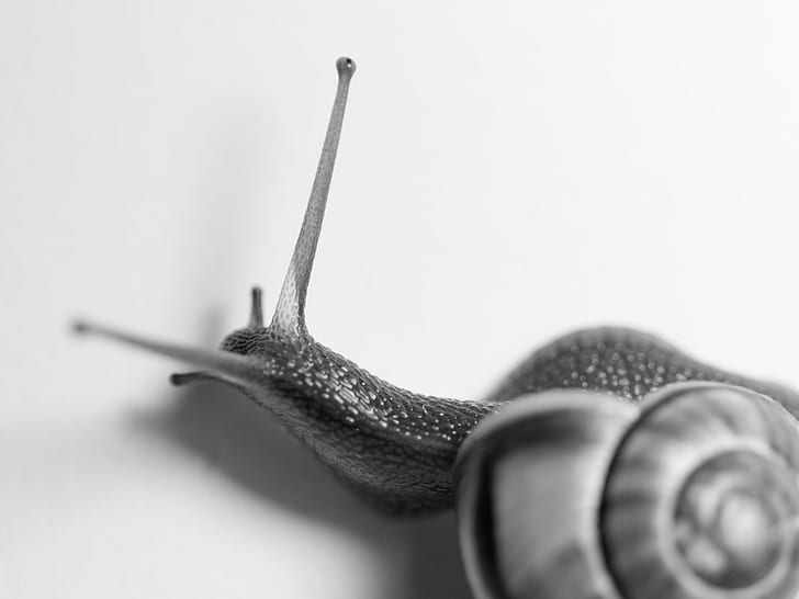 grayscale photo of snail, explore, Close up, Nature, abstract, HD wallpaper