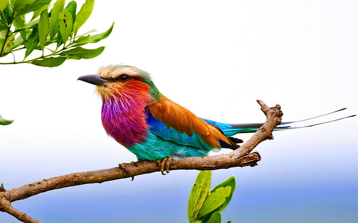 lilac breasted roller, HD wallpaper