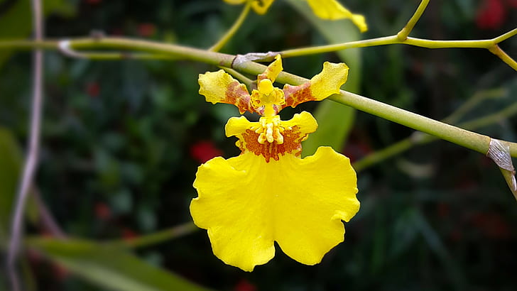 yellow flowers, orchids, twigs, plants, branch, HD wallpaper