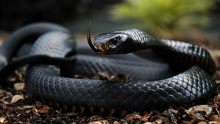 HD wallpaper black snake  tongue scales venomous 