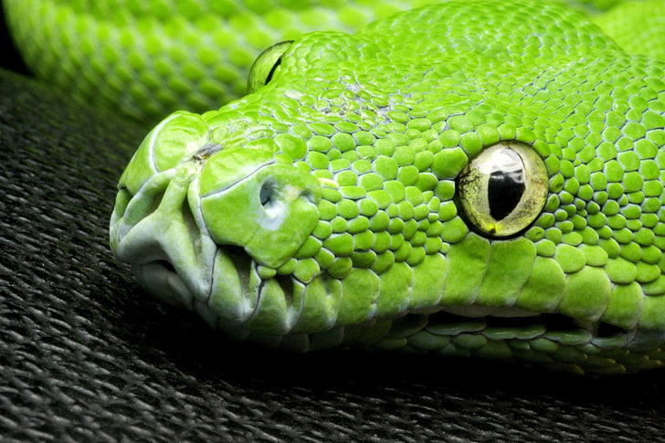 green snake, nature, animals, yellow eyes, closeup, skin, pattern, HD wallpaper