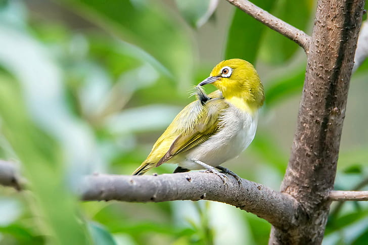 yellow and white bird on tree branch during daytime, japanese white-eye, japanese white-eye