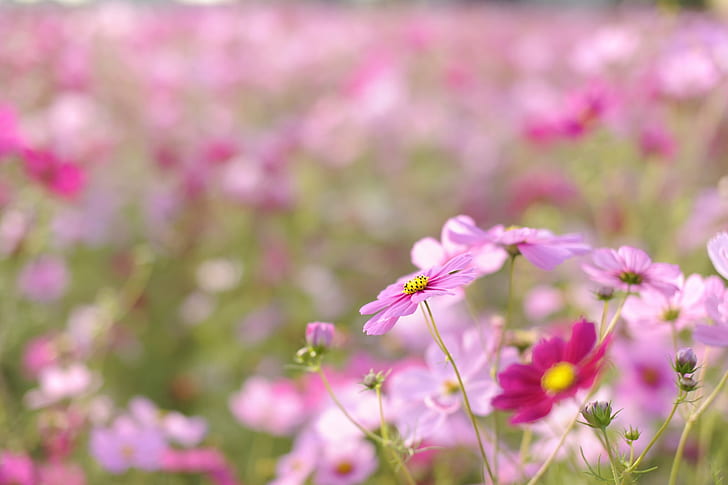 selective focus photography of pink Cosmos flower, Anjo, shrine, HD wallpaper