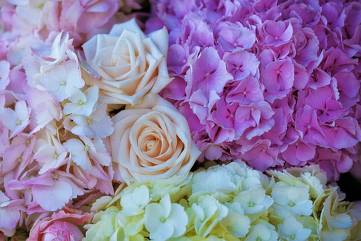 Flowers, Earth, Hydrangea, Pastel, Pink Flower, Rose, White Flower, HD wallpaper
