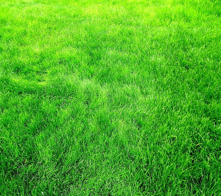 green grass field, green color, plant, nature, growth, full frame