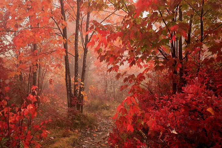park, trees, maple leaves, HD wallpaper