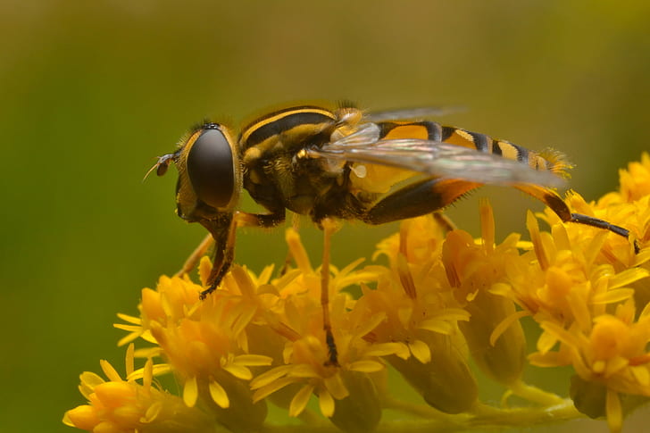 shallow depth of field photo of Hoverfly perching on yellow petaled flower, helophilus, helophilus, HD wallpaper