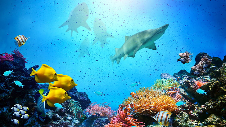 tropical fish coral reef picture with sharks, sea, water, underwater, HD wallpaper