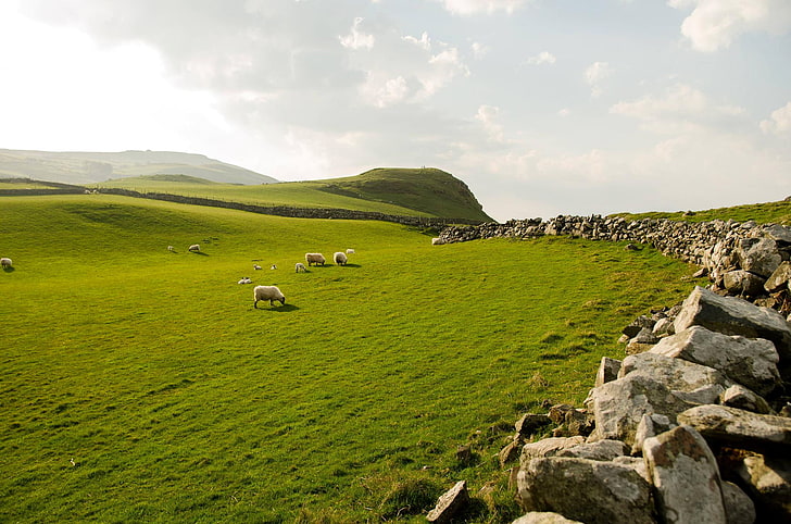 white sheeps, the sky, grass, stones, Northern Ireland, livestock, HD wallpaper
