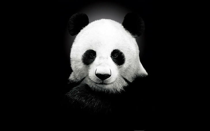 Pabear, panda, black, face, cute, white, animals, HD wallpaper