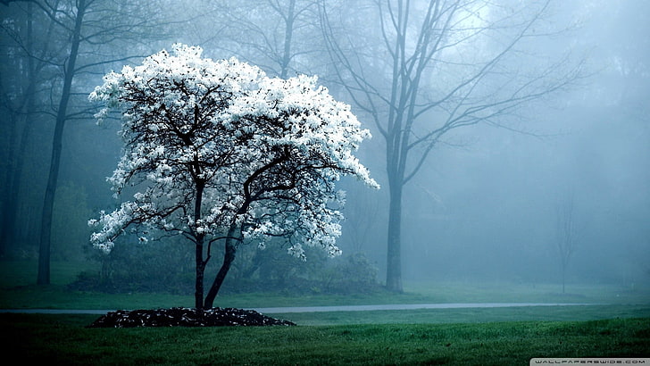 mist, trees, forest, grass, plant, beauty in nature, fog, environment