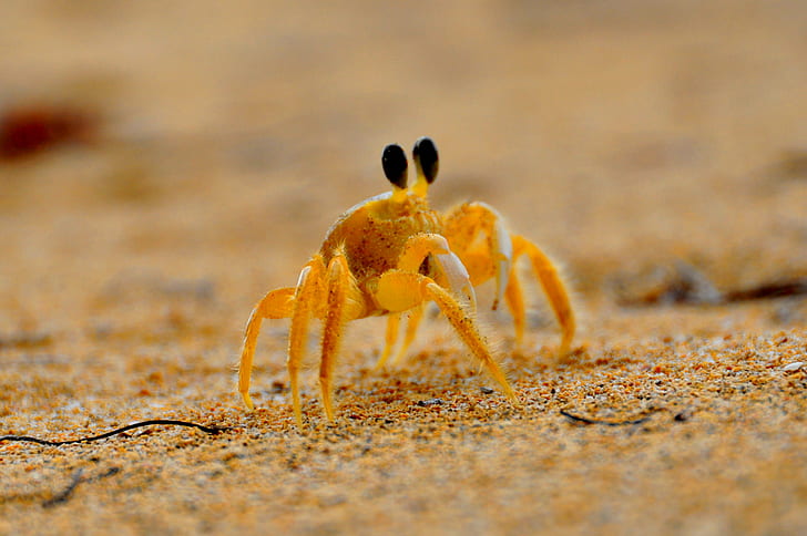 baby crab on sand, bocas, crab, bocas, nikon  d90, wildlife, wild  life, HD wallpaper