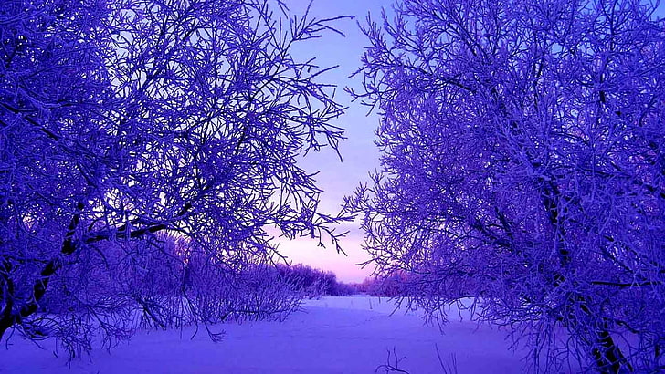 trees, winter, snow, snowdrifts, evening