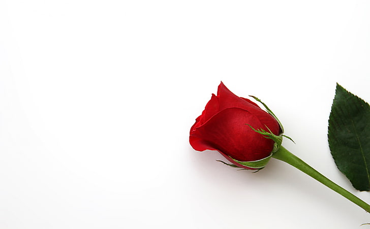 Beautiful Red Rose Flower, red rose flower, Love, Holiday, Romantic, HD wallpaper
