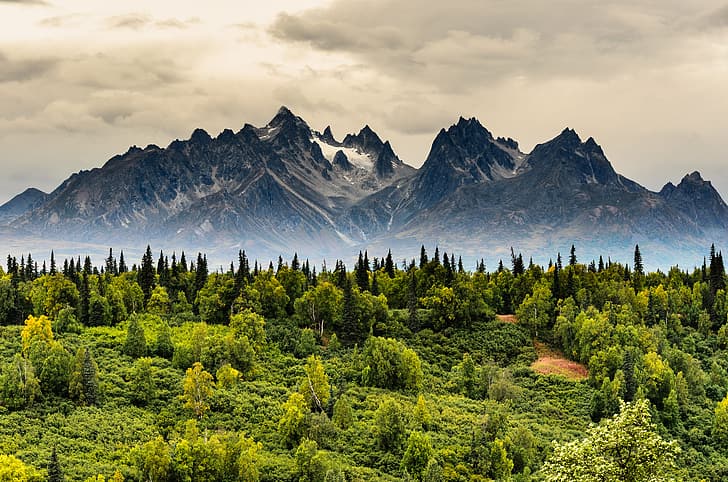 Denali, Alaska, 500px, mountains, trees, Jesse Cox, HD wallpaper