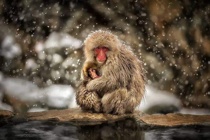 monkey, snow, macaques, baby animals, hugging, wildlife, HD wallpaper