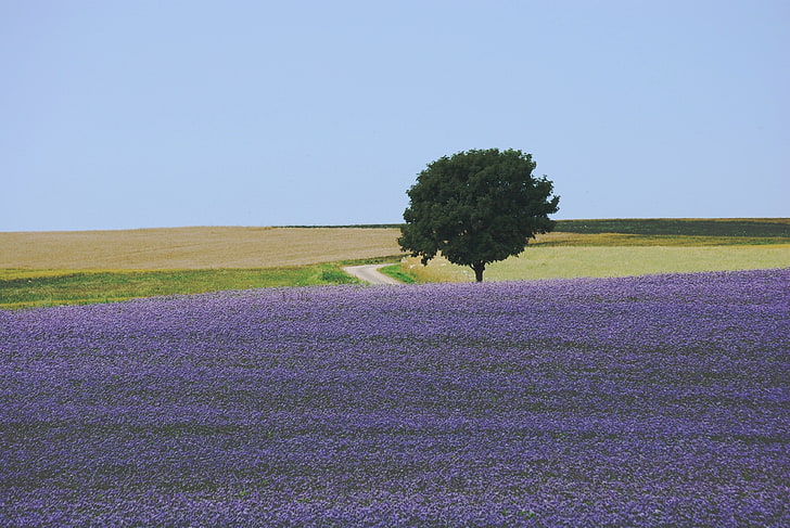 green leafed tree, field, flowers, carpet, lilac, nature, agriculture