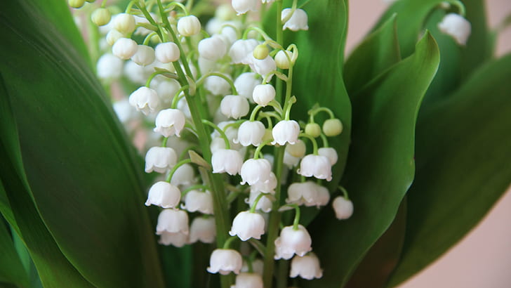 Lily of the valley, white little flowers, spring, HD wallpaper