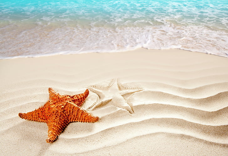sea, ocean, starfish, shore, Best Beaches in the World, 4k pics, HD wallpaper