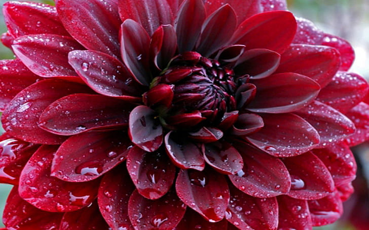 Makro Flowers Dahlia Red Flowers Drops Water Hd Wallpaper Download For Mobile 920×120